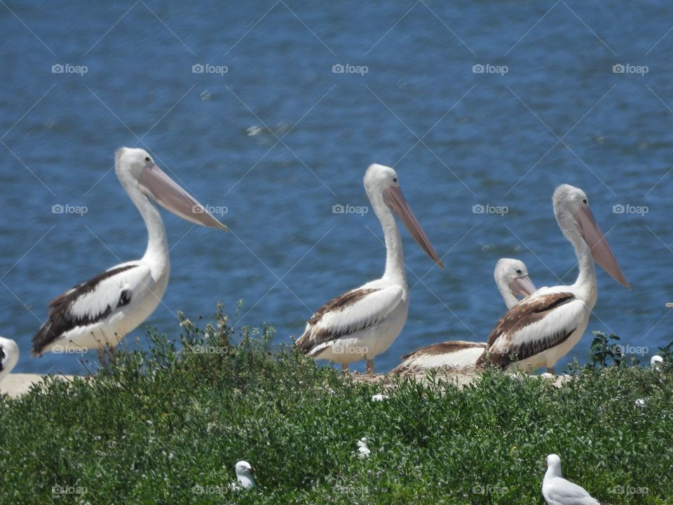 Pelicans 