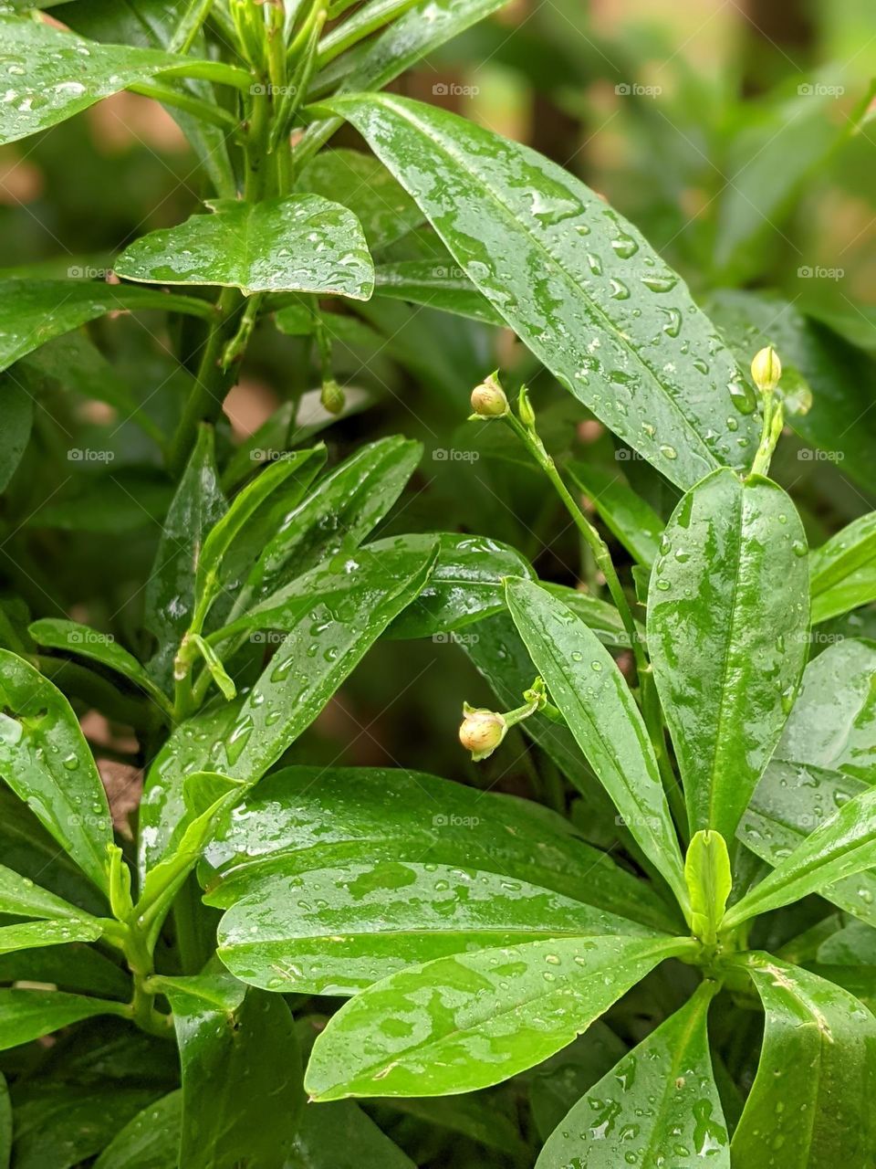 Javanese ginseng leaf plant or Talinum paniculatum🌿