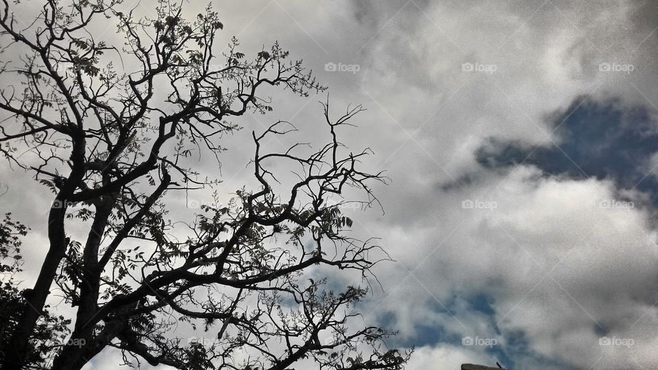 Tree and sky. linda imagem da árvore e do céu