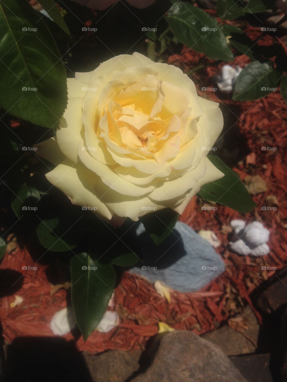 Yellow Rose