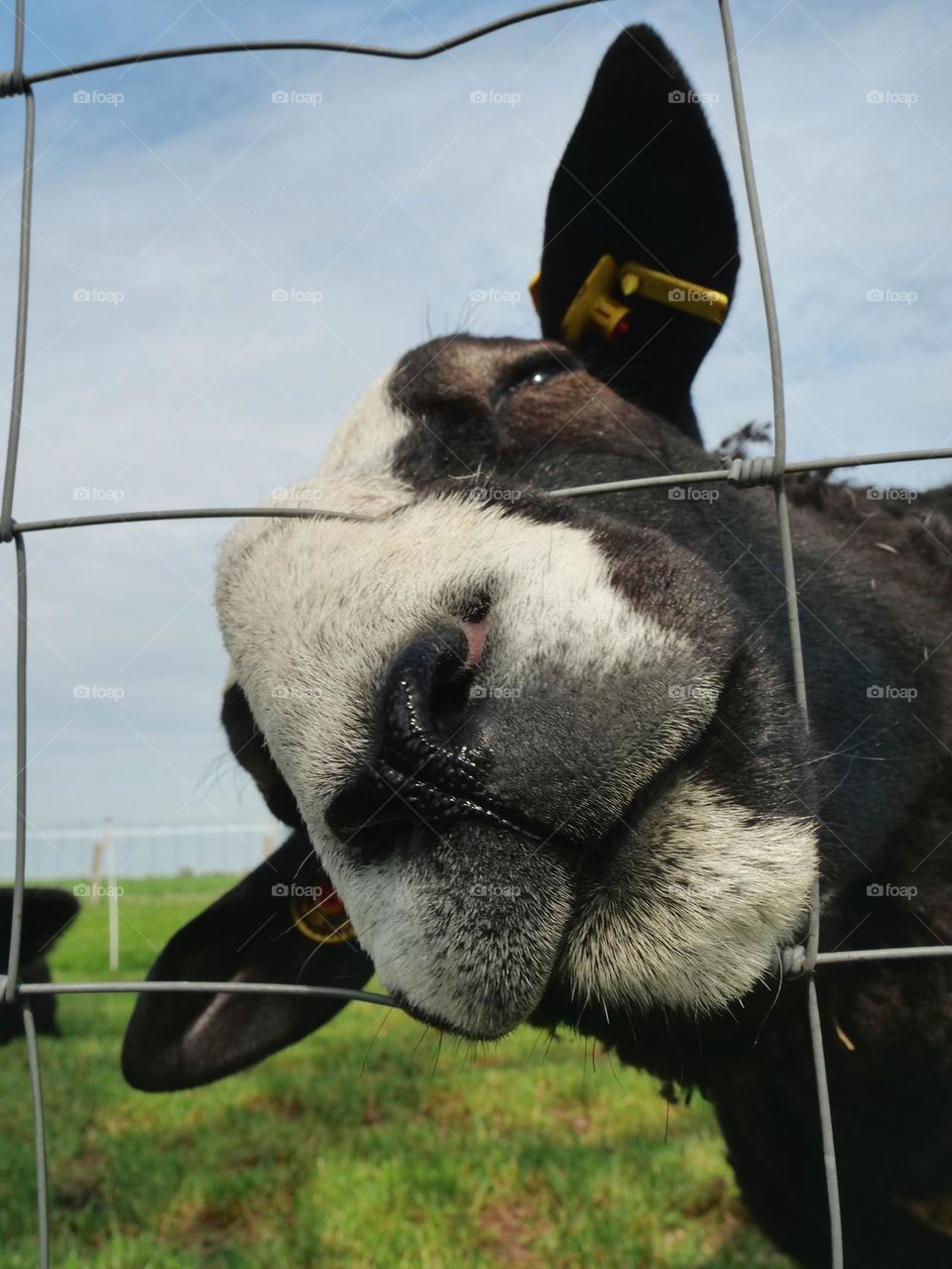 Zwartbles sheep lamb