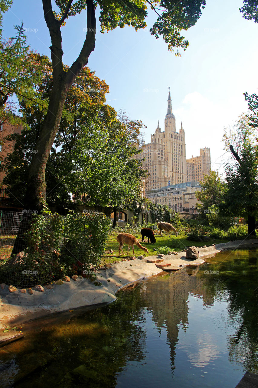 Moscow zoo