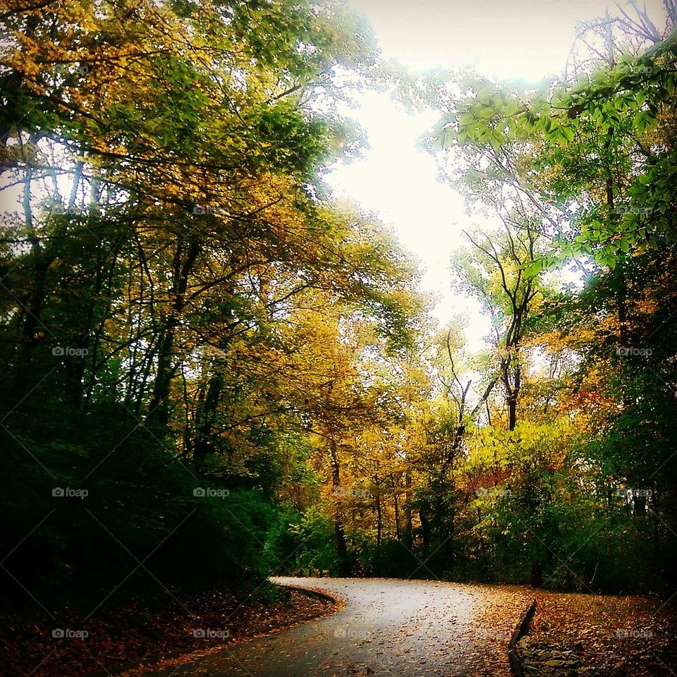 Autumn Road 