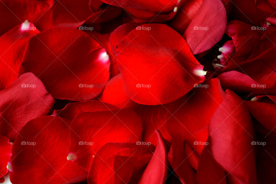 rose petals