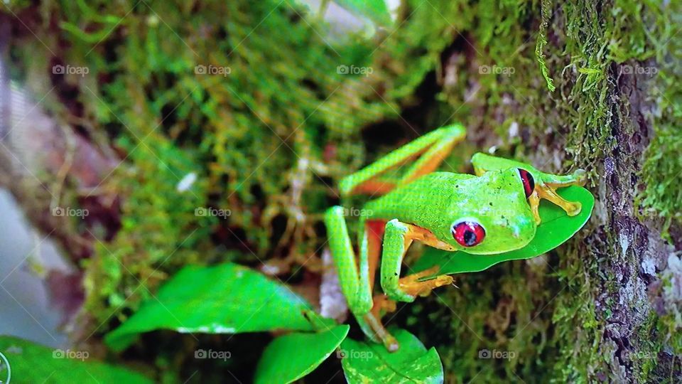 Frog, Nature, Leaf, Amphibian, Rainforest