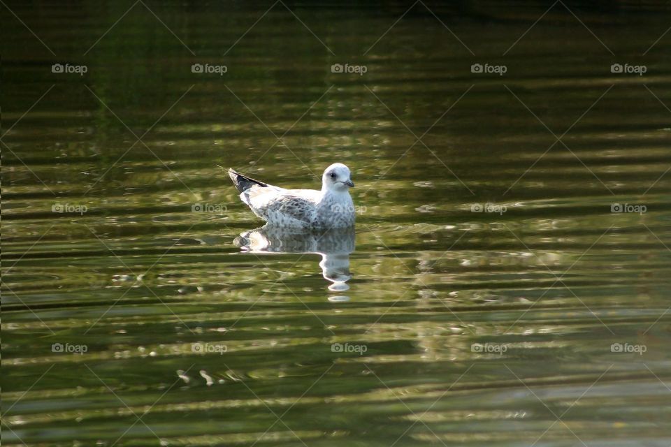 Seagull