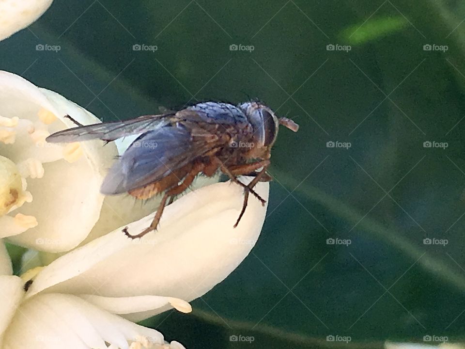 Blow fly view from the back as it rests on an orange tree blossom close up macro view