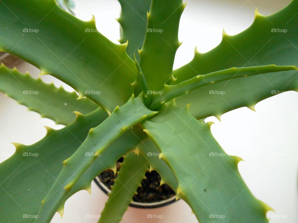 green plant aloe