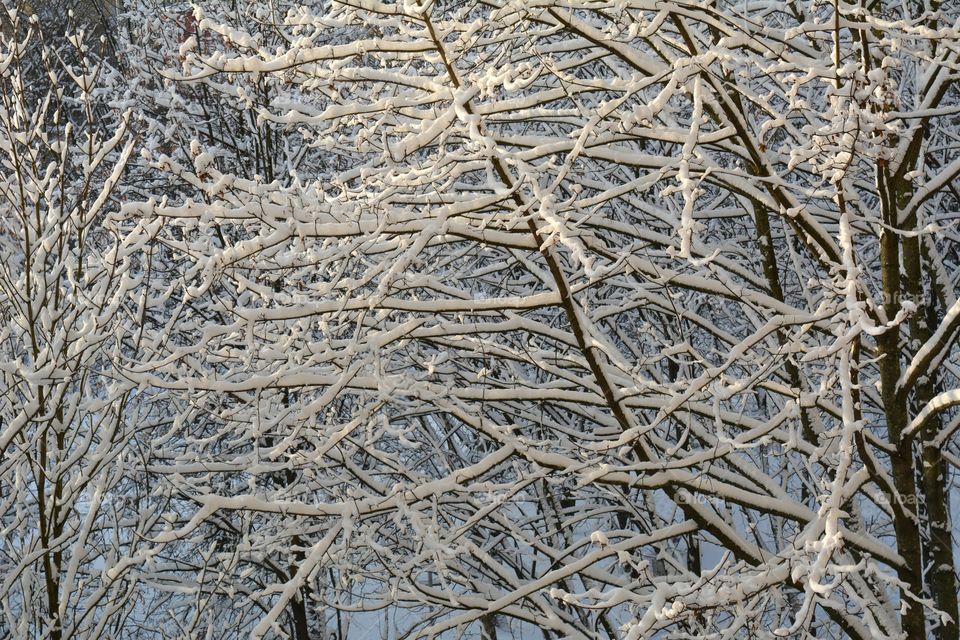 Winter, Nature, Desktop, Frost, Tree