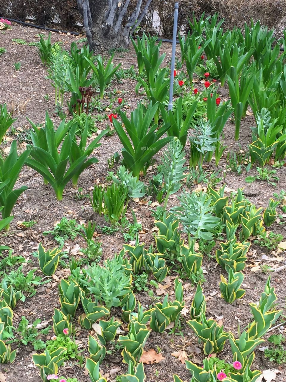 Garden, Plants