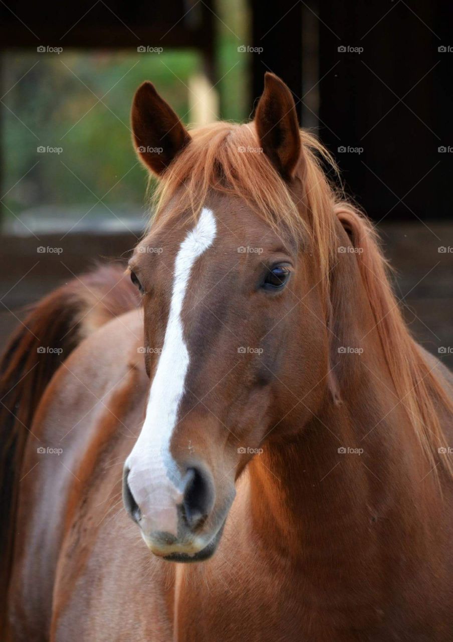 Close-up of horse