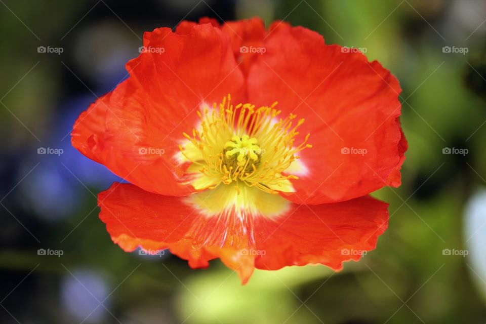 Orange flower