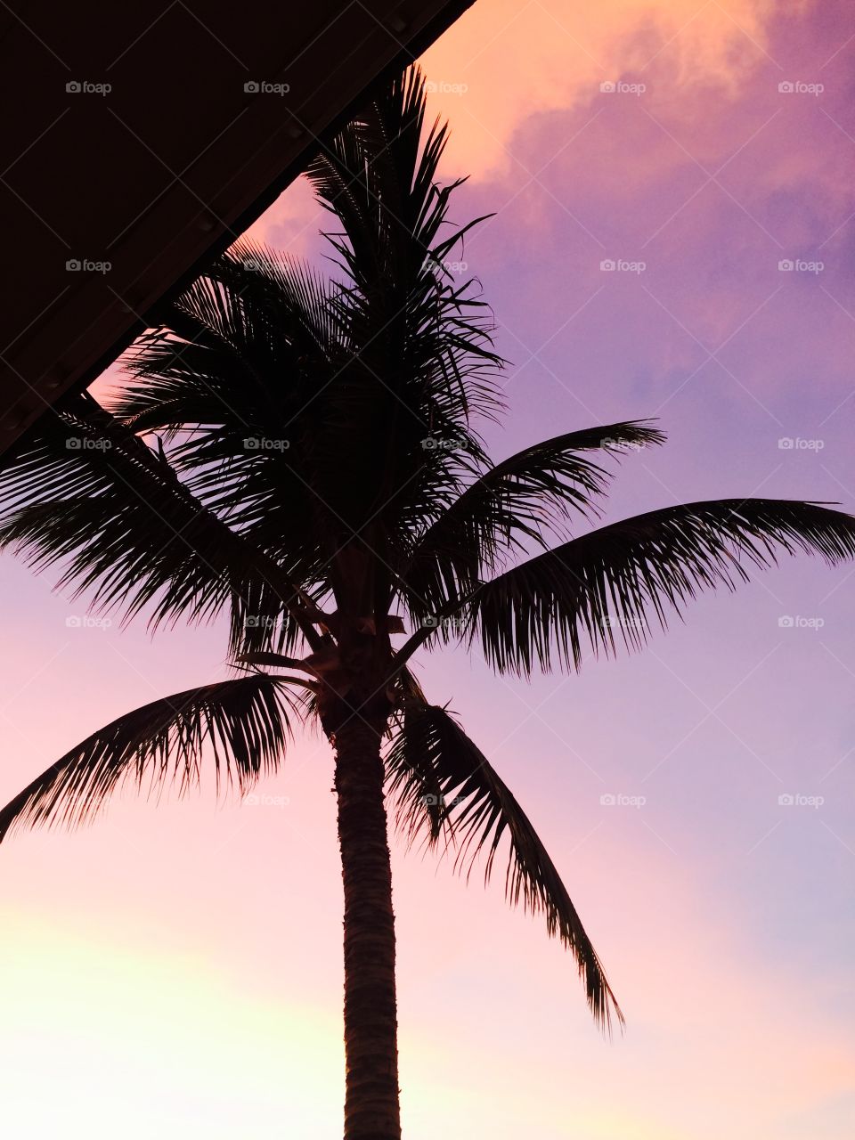Palm and purple sky. Hawaii trade winds