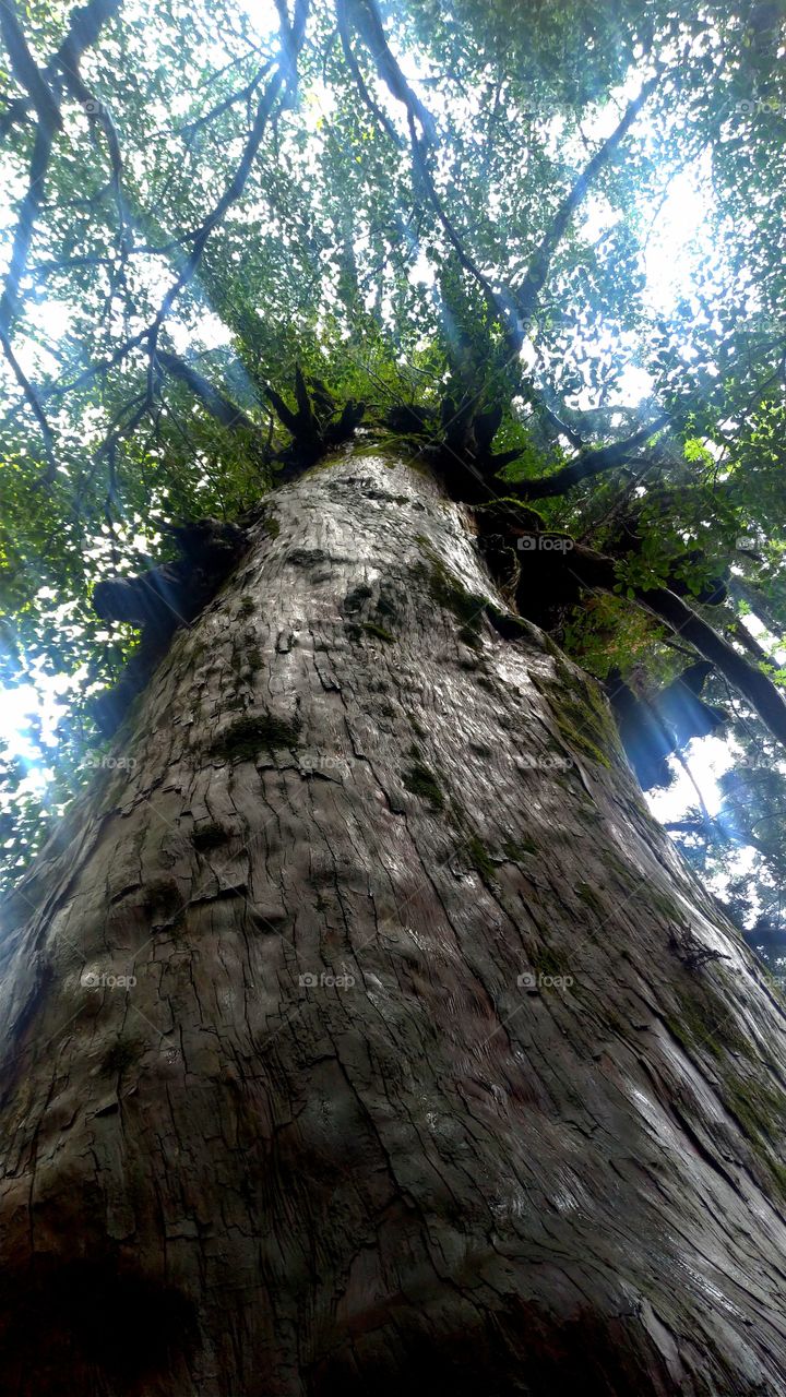 Yakusugi (cedar) in Yakushima, Japan