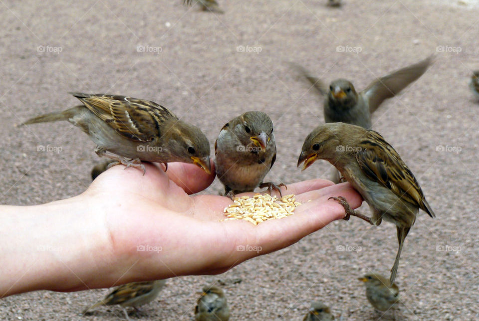 sparrows feeding