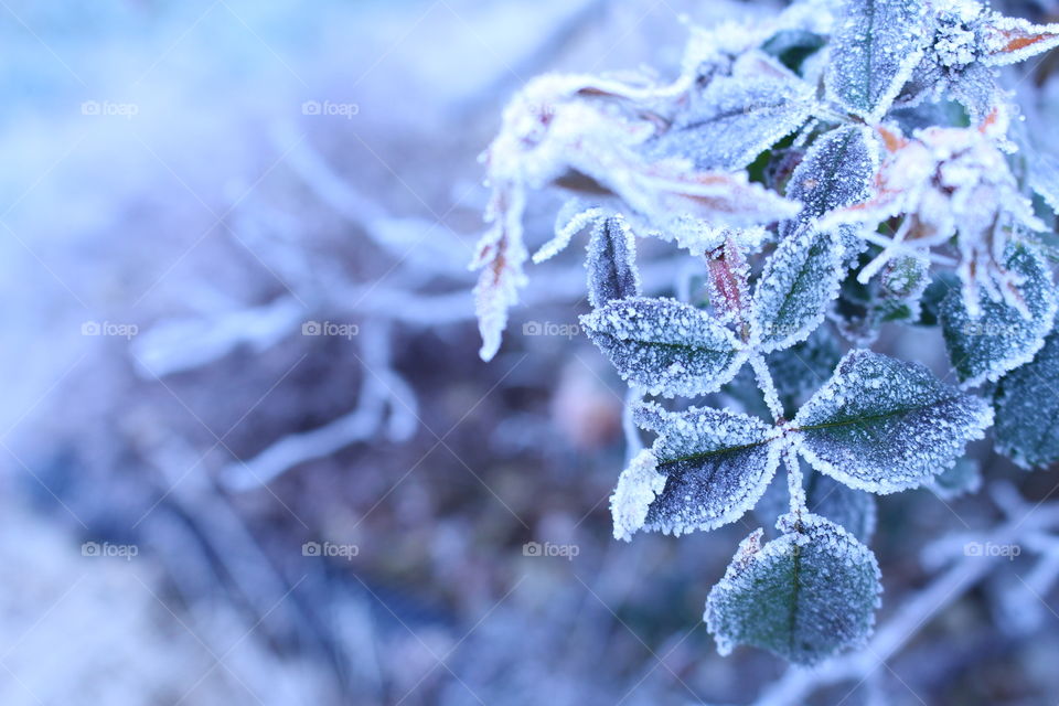 High angle view of frozen plant