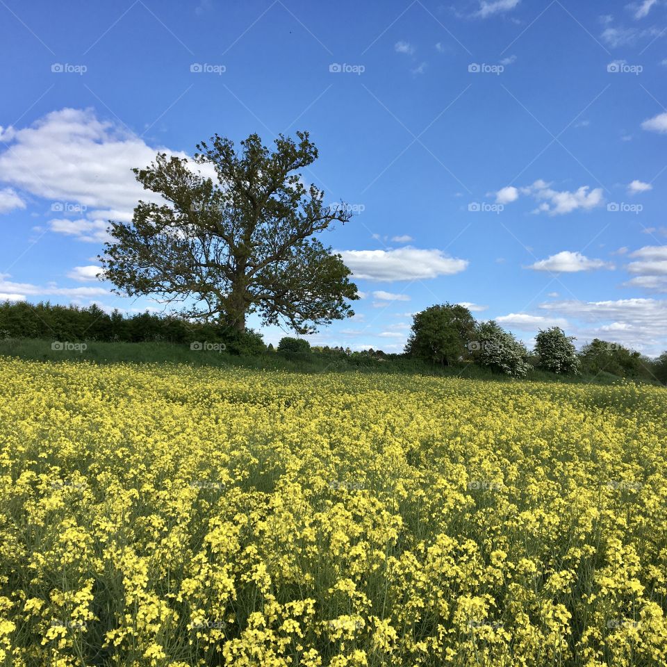 Oil Seed Rape Field ... beautiful yellow flowers contrasting against a bright blue sky💚 💙