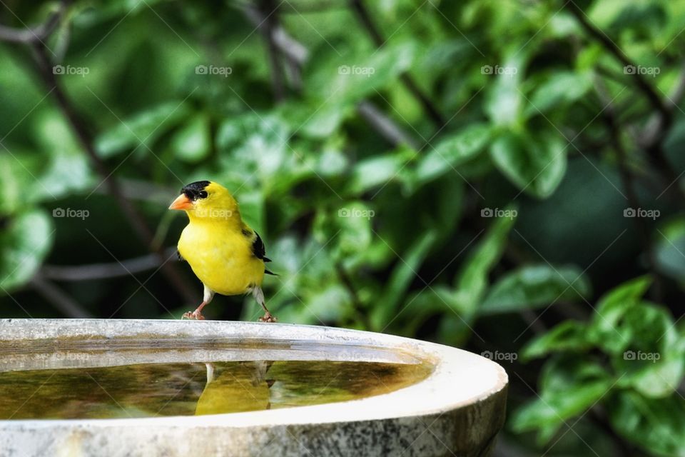 Goldfinch my yard