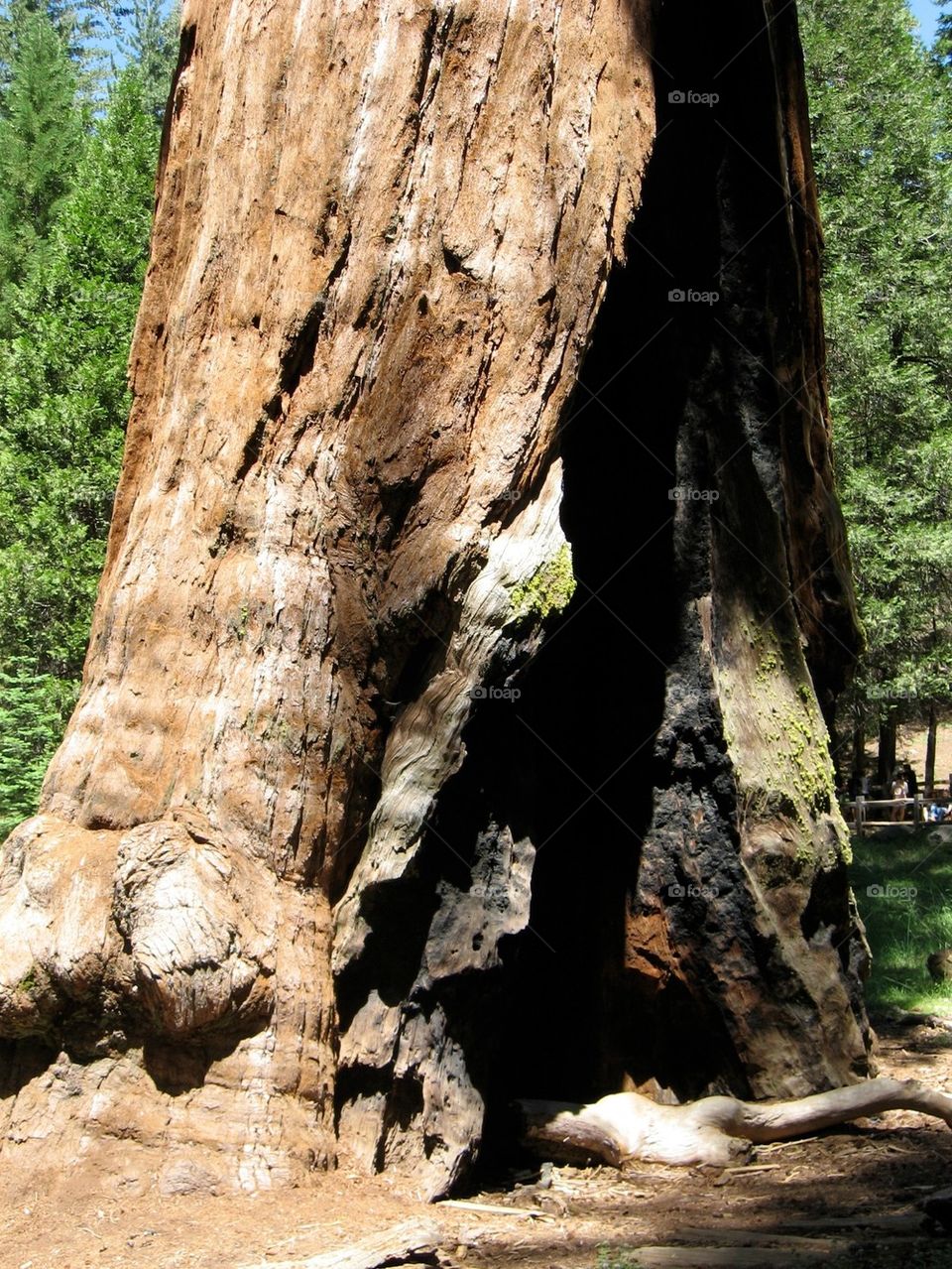 Sequoias