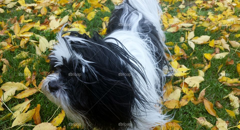 On Autumn Leaves. Shihzhu Enjoying a Yellow Playground 