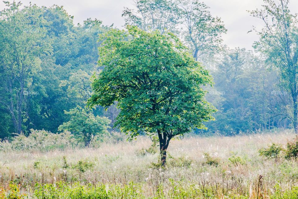 lone tree in the mist