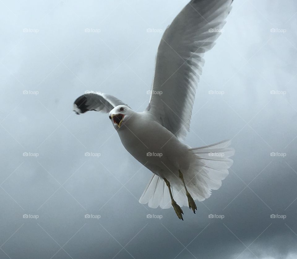 Seagull in Sweden