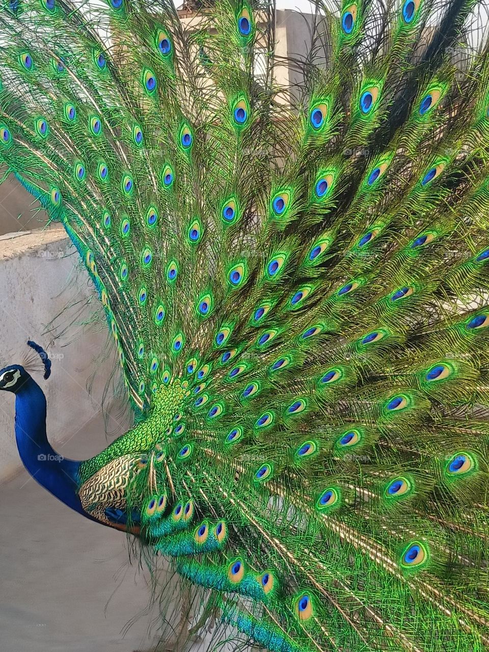 peacock