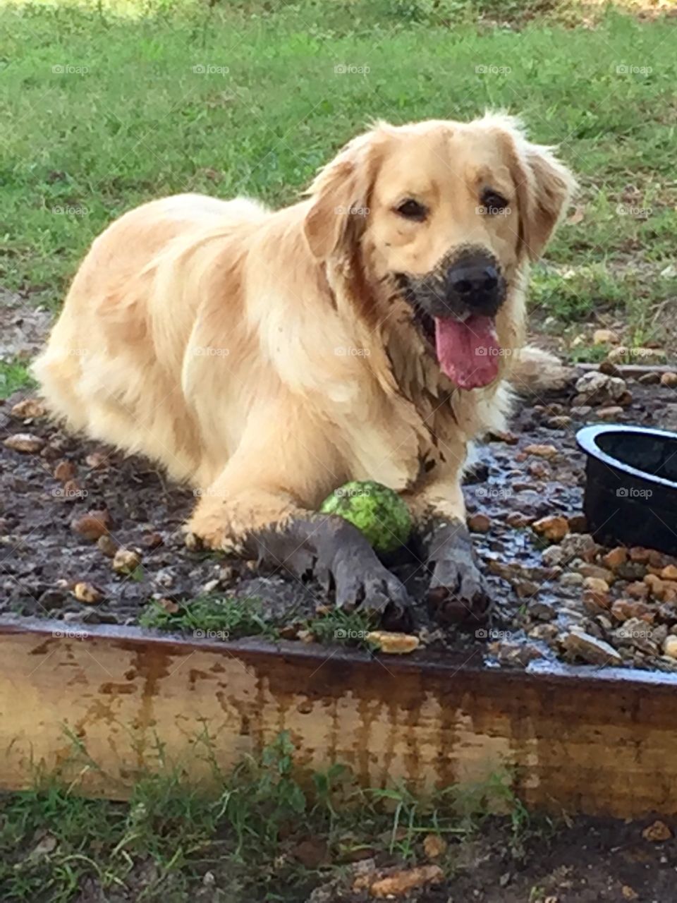 Mud dog