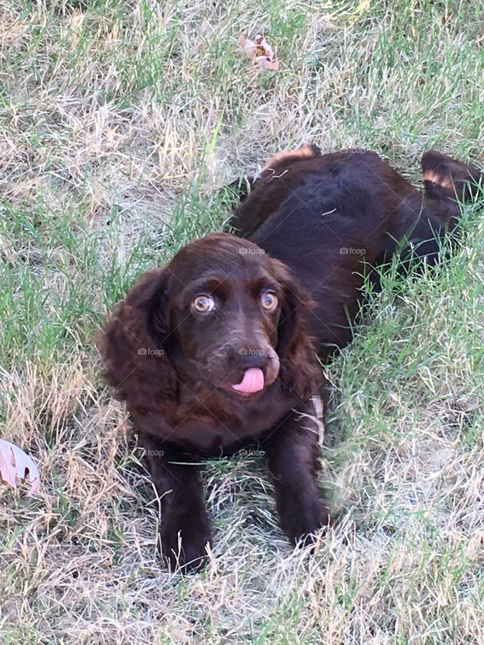 Boykin Spaniel