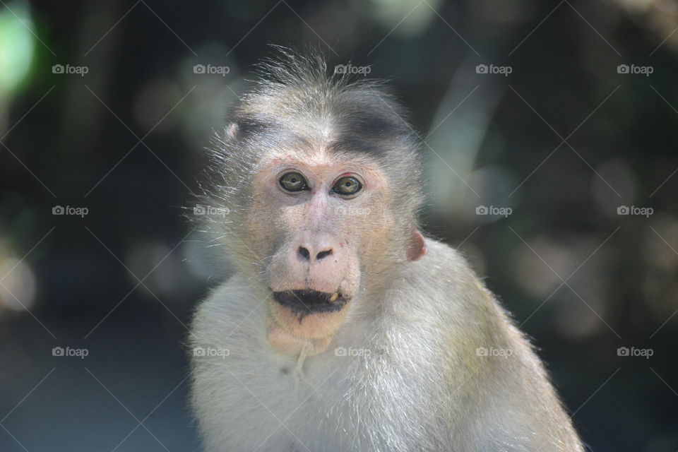 Angry Monkey ready for anything