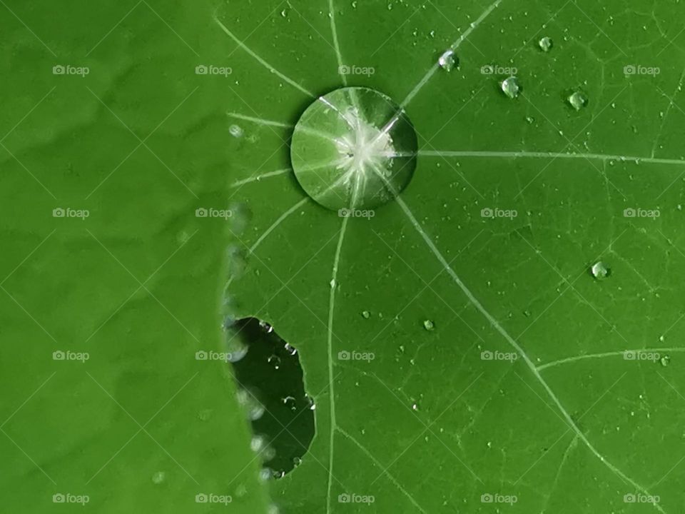 gotas de agua de lluvia en hojas