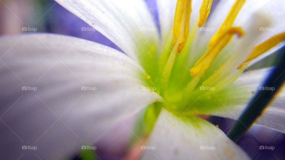 Spring Flower Up Close