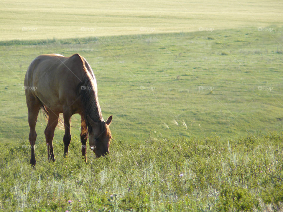 the horse in the pasture