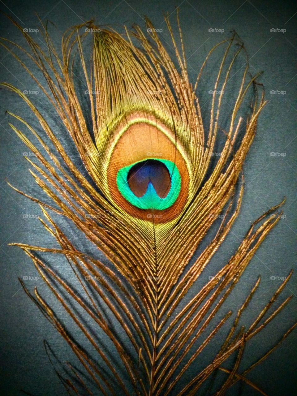 peacock feather