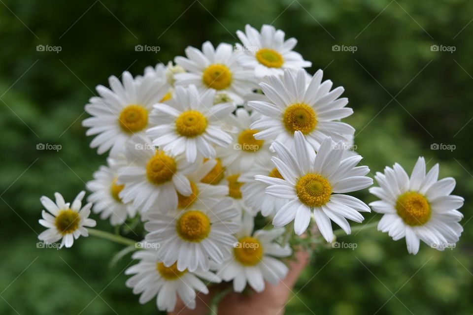 camomile flowers round beautiful texture background