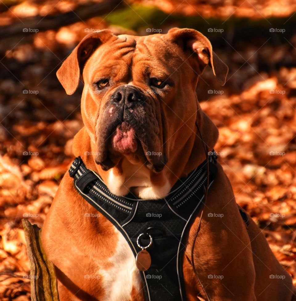 my dig enjoy spring time