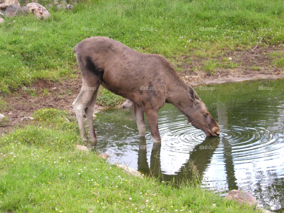 småland älgkalv drinking nature by kalubro