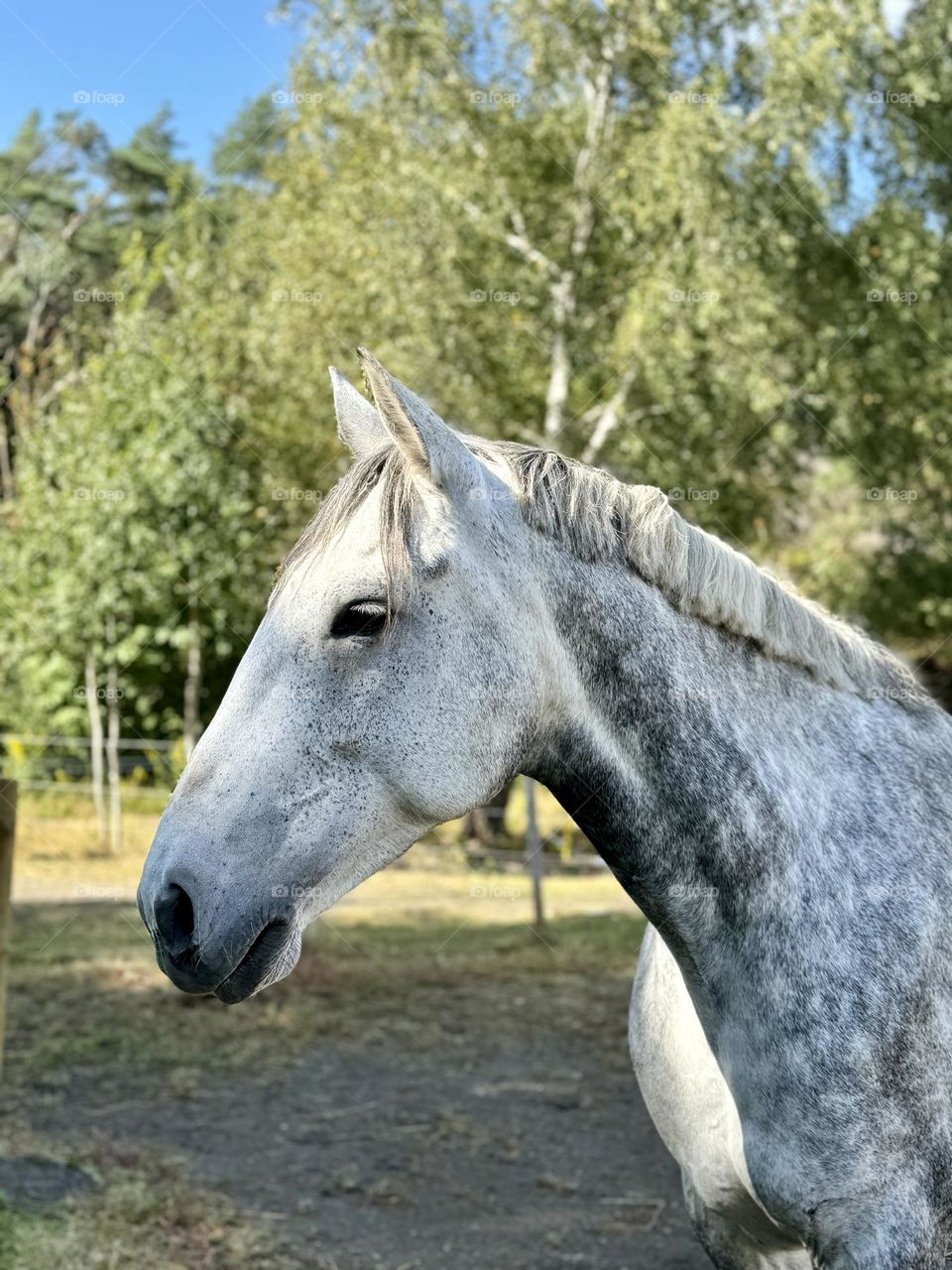 The beauty of a horse 