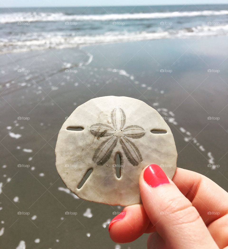 I found a sand dollar!