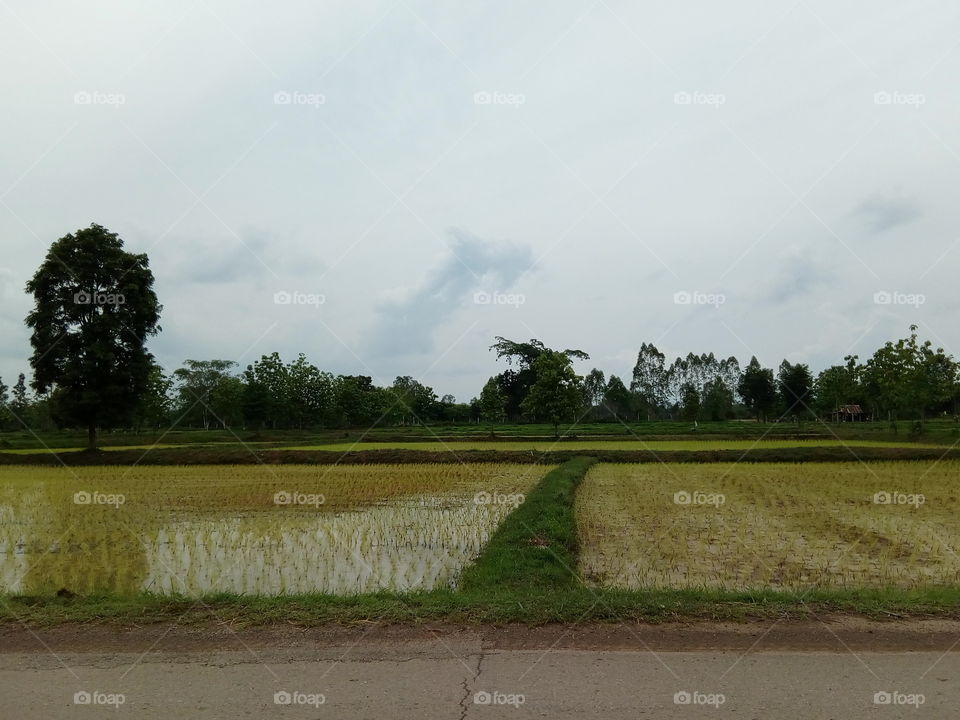 Planting, Rice fields
