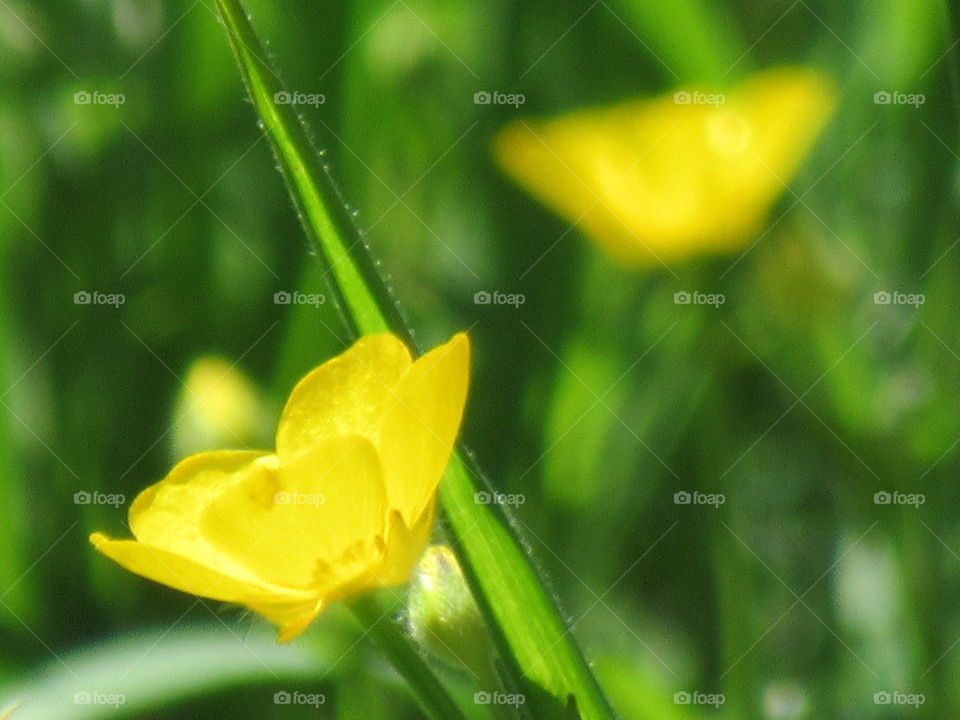 Buttercup meadow