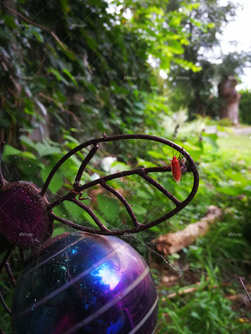 spider web and amazing insects in forgotten place