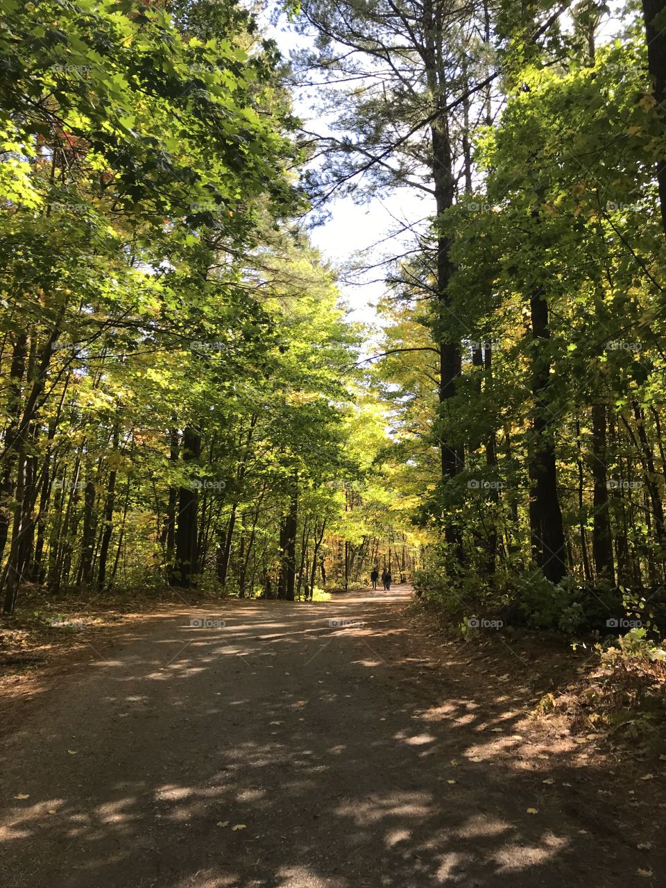 Beautifully lit fall path