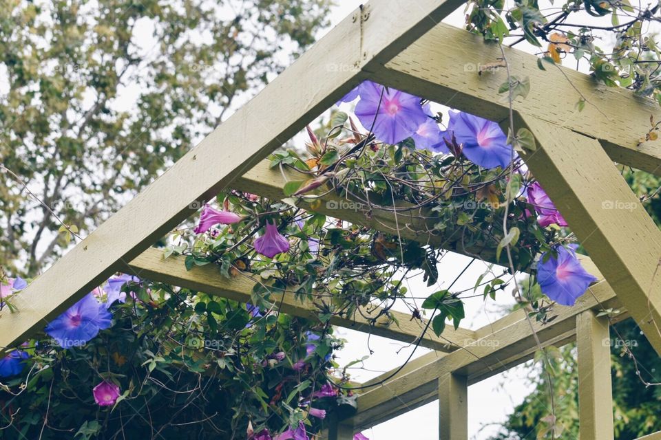 Floral Trellis 