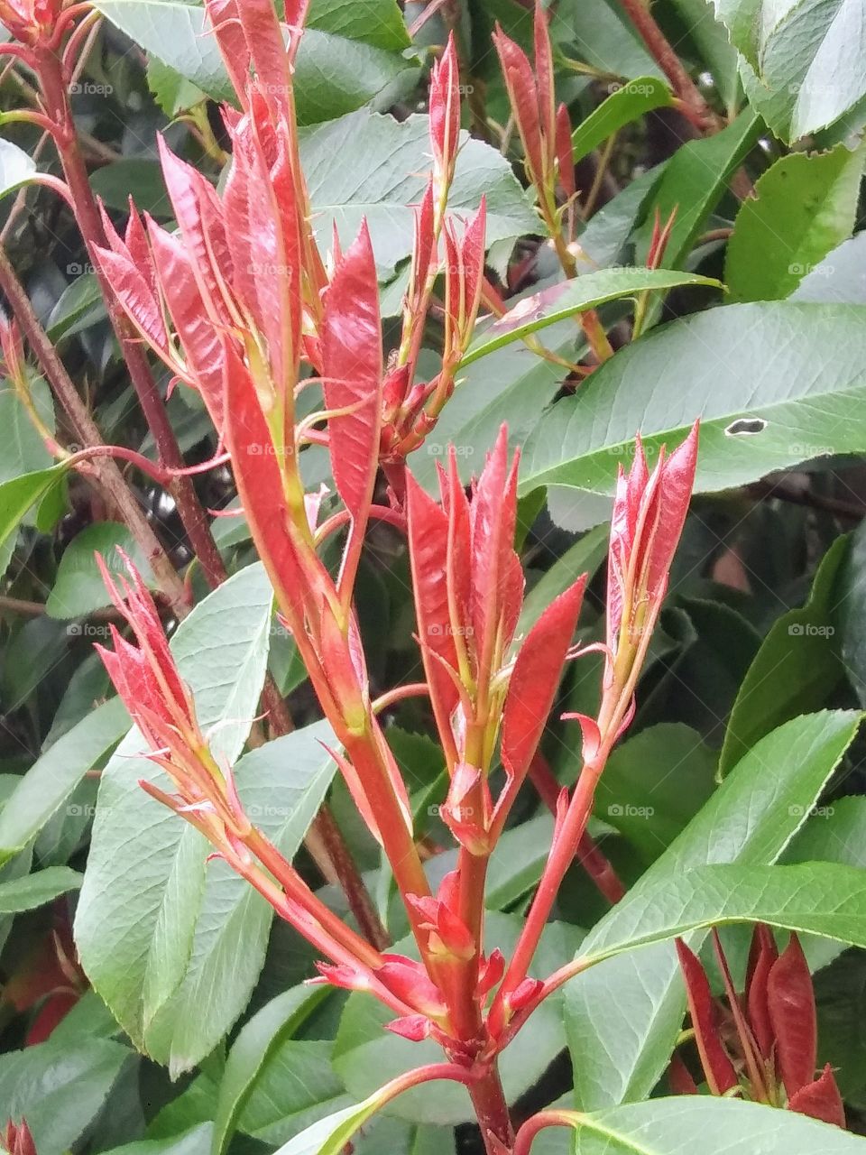 new leaves emerging from a hedge