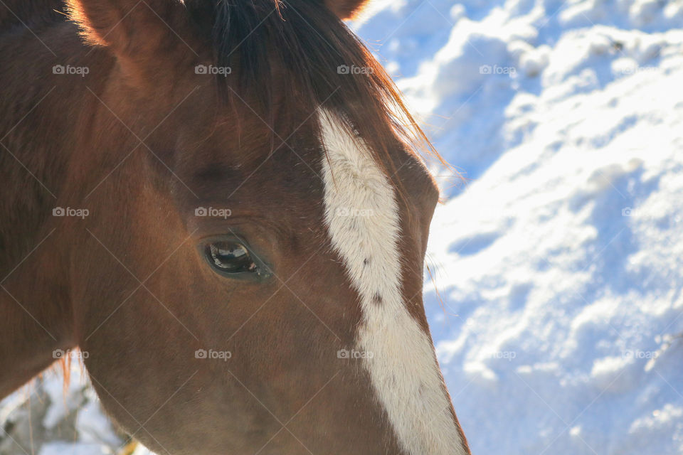 Horse eyes always look so truthfull