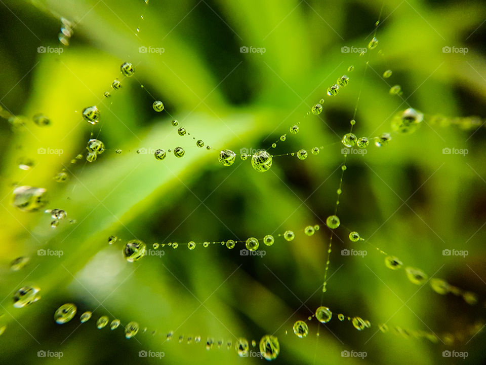 droplets hanging on spiders web