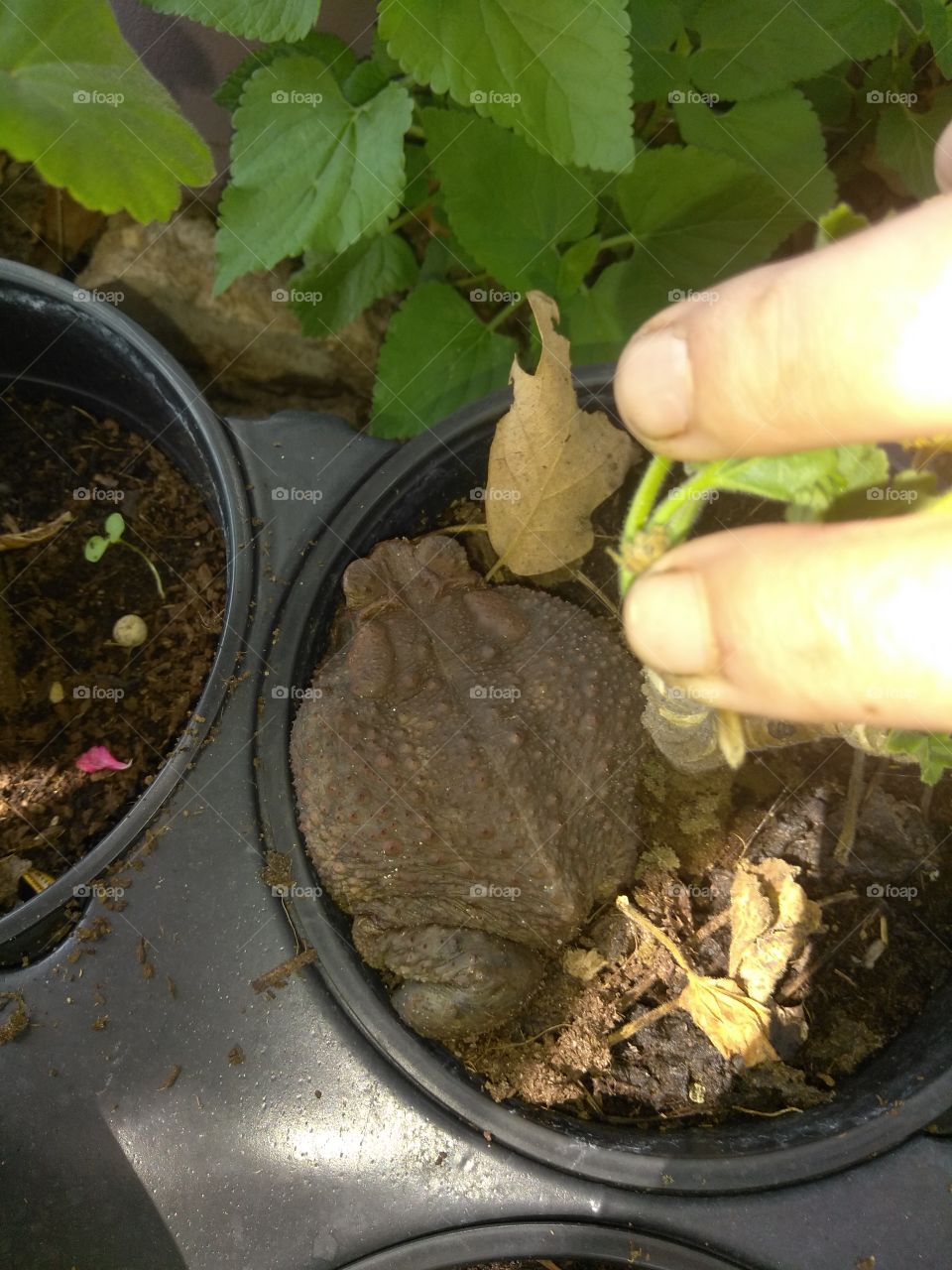 there was a big frog in a plant pot lol he was interesting