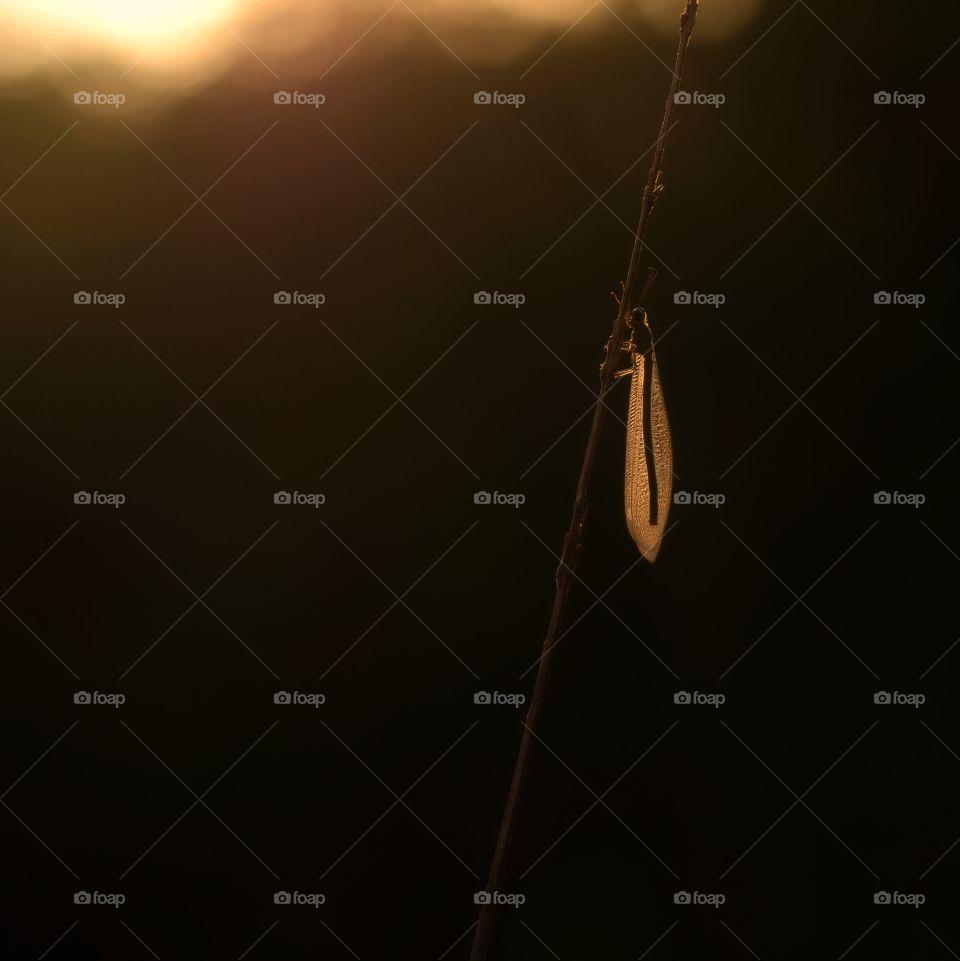 i feel warm and comfort trough my wings