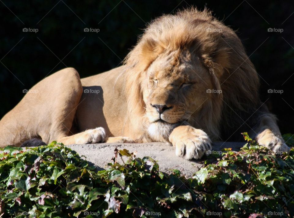 Sleeping Lion
